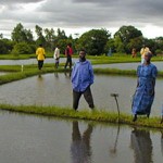 People standing in flooded field