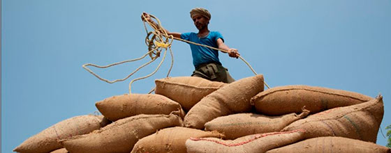 A worker ties gunny sacks filled with rice loaded on a tractor-trolley at the Ladwa grain market.